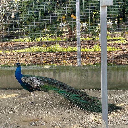 Finca La Tacita - Jazmin Conil De La Frontera Dış mekan fotoğraf