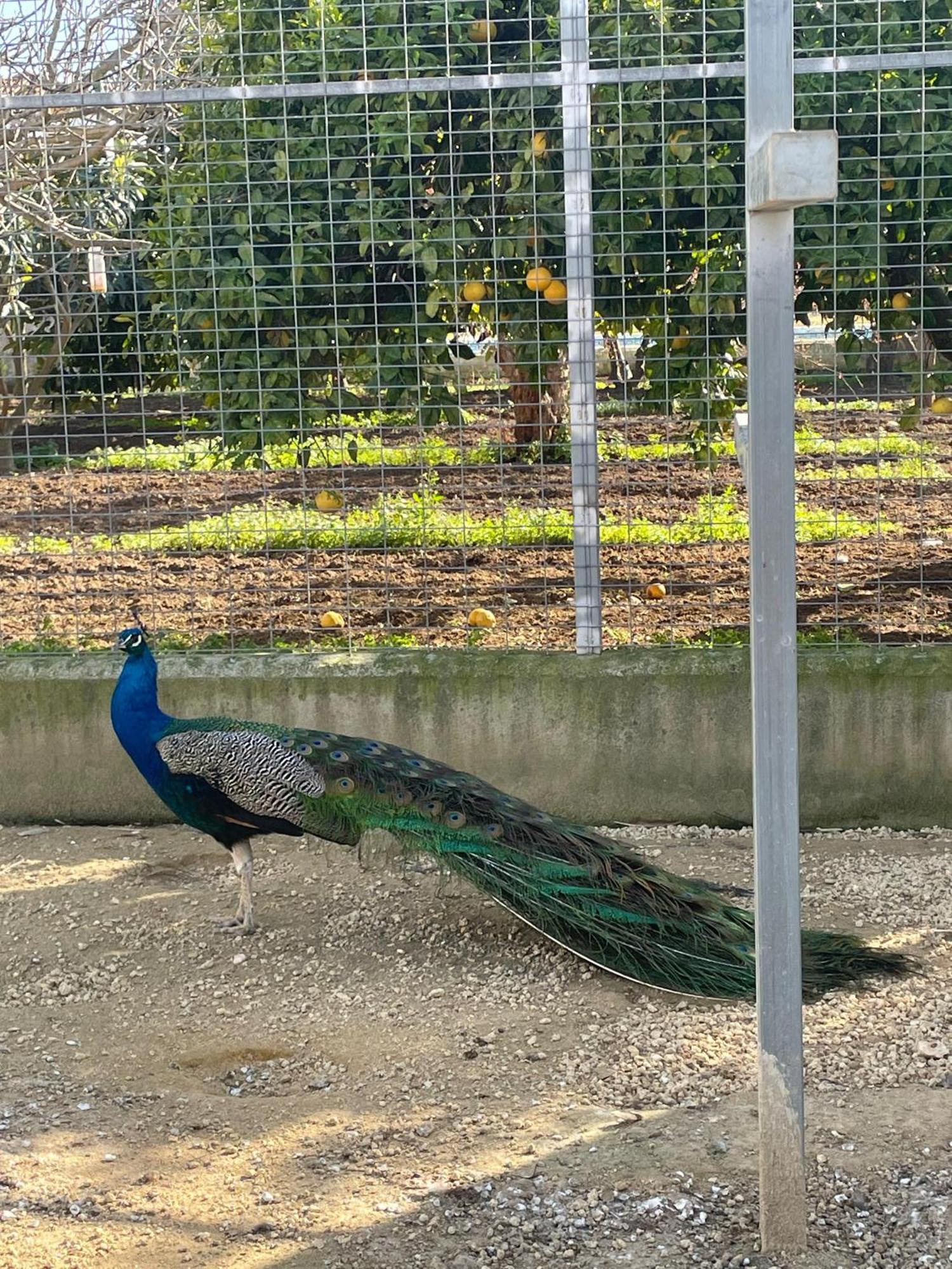 Finca La Tacita - Jazmin Conil De La Frontera Dış mekan fotoğraf